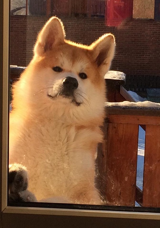 14 Reasons Akita Inus Are The Worst Indoor Dog Breeds Of All Time 2 akita-dog