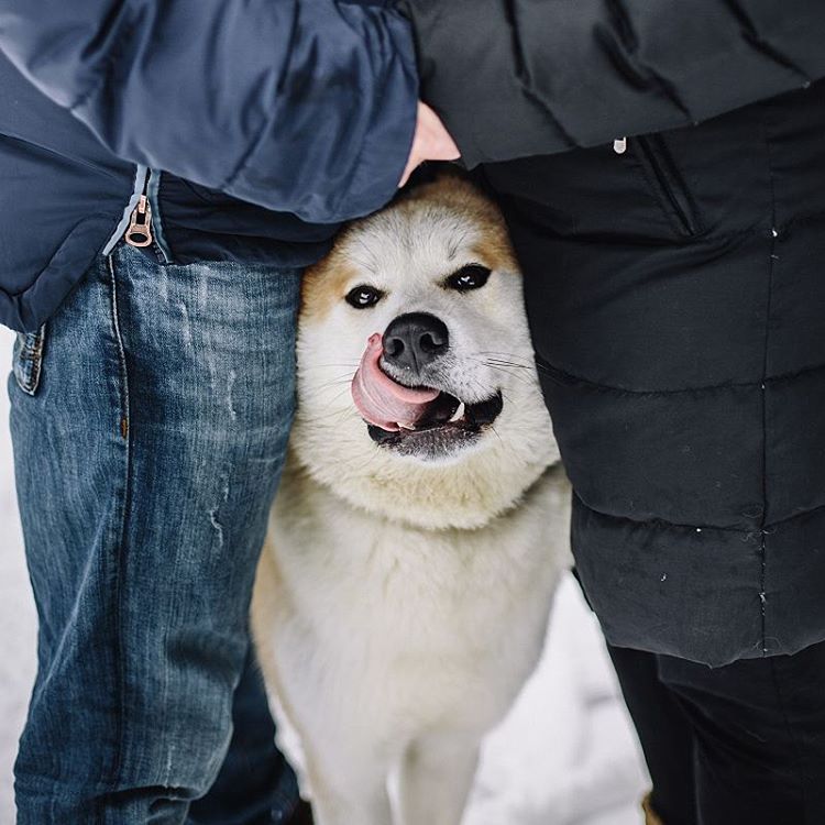 14 Reasons Akita Inus Are The Worst Indoor Dog Breeds Of All Time 8 akita-friend