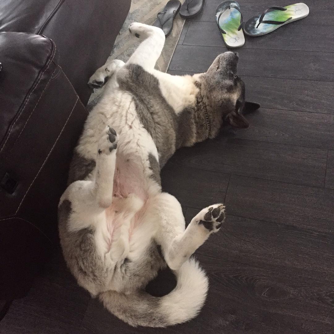 14 Reasons Akita Inus Are The Worst Indoor Dog Breeds Of All Time 13 akita-on-floor