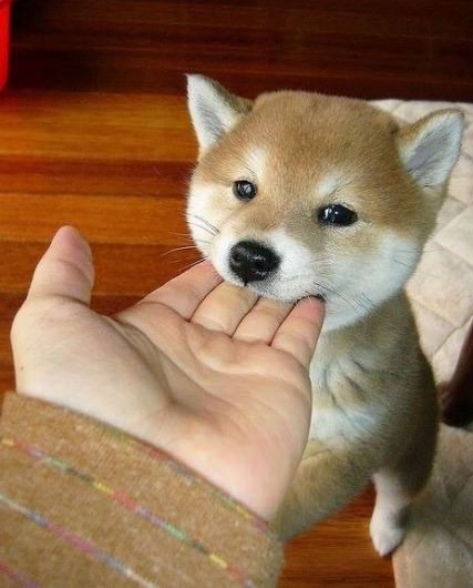 14 Reasons Akita Inus Are The Worst Indoor Dog Breeds Of All Time 4 akita-puppy