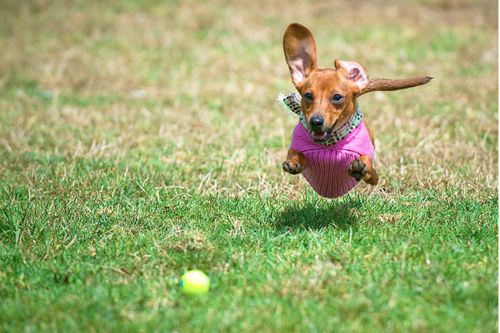 beautiful dog running dachshund ball fetch