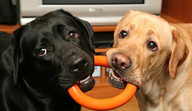 Top 10 Things Labradors Don’t Like 5