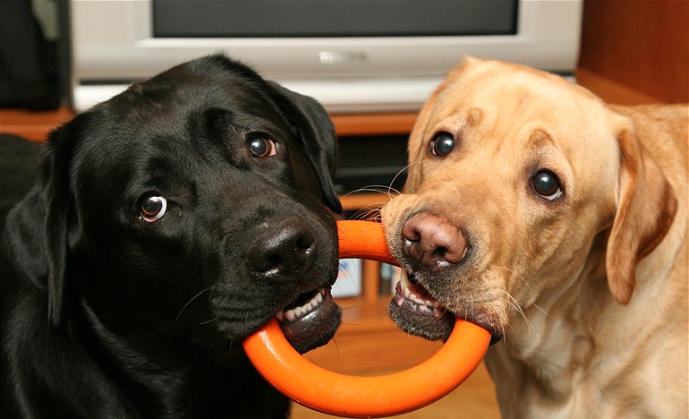 Top 10 Things Labradors Don’t Like 5 beautiful labrador photo pics labs play