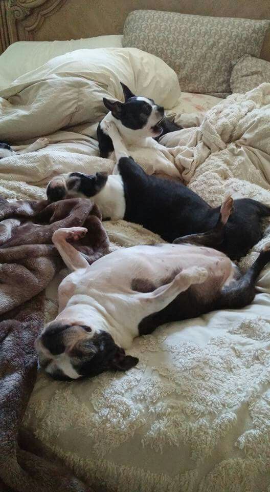 boston terrier dogs sleeping