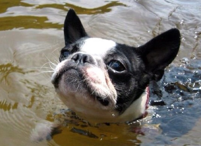 boston terrier swimming