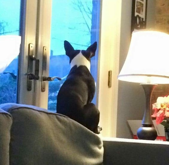 boston terriers watching window