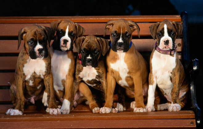 12 Reasons Why Boxer Dogs Are The Only Friends You’ll Ever Need 7 boxer-dog-puppies cute pics