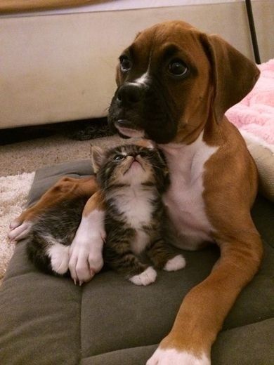 12 Reasons Why Boxer Dogs Are The Only Friends You’ll Ever Need 9 boxer pupp hug cat friends