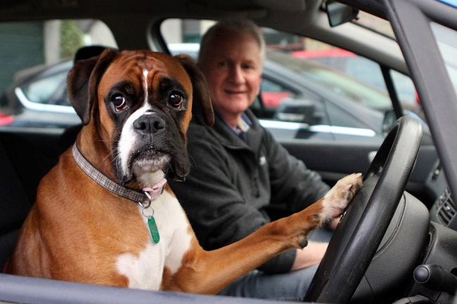 12 Reasons Why Boxer Dogs Are The Only Friends You’ll Ever Need 8 12 Reasons Why Boxer Dogs Are The Only Friends You’ll Ever Need 1