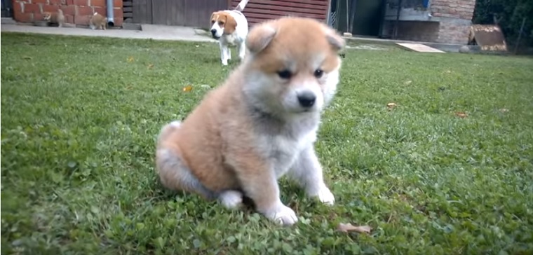 Cute Akita Inu Puppies Play With Beagle 2