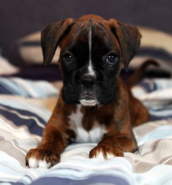 12 Reasons Why Boxer Dogs Are The Only Friends You’ll Ever Need 10 cute beautiful puppy boxer dog photo