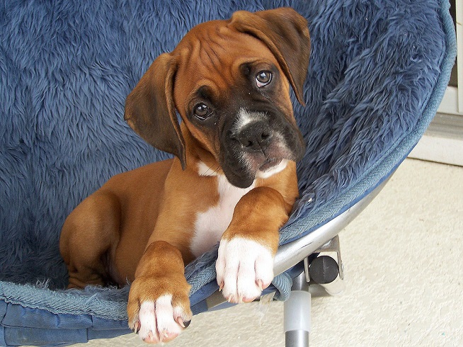 12 Reasons Why Boxer Dogs Are The Only Friends You’ll Ever Need 11 cute boxer puppy dog