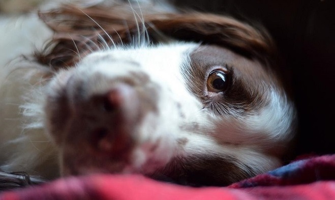 Top 10 Things Springer Spaniels Don’t Like 2