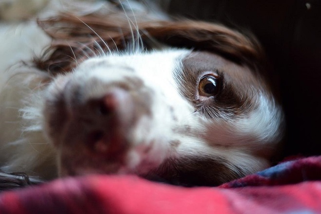 Top 10 Things Springer Spaniels Don’t Like 4 cute face springer spaniel