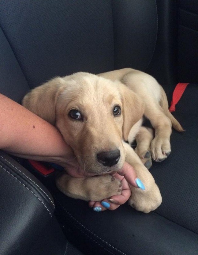 Top 10 Things Labradors Don’t Like 10 cute labrador puppy dog love