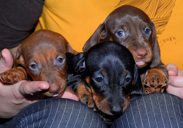 cute puppies dogs dachshunds amazing