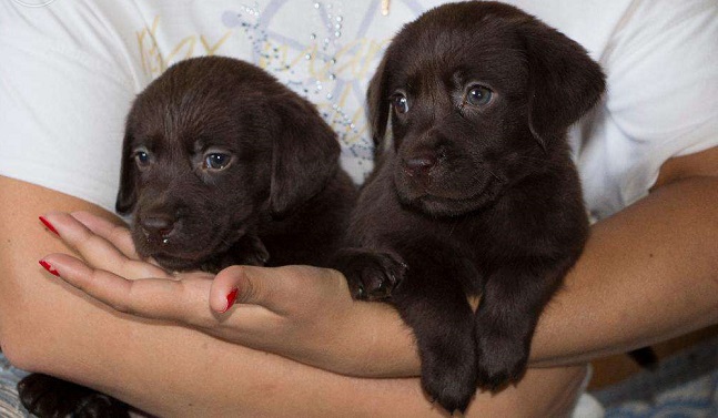 Top 10 Things Labradors Don’t Like 1 cute puppies labrador photo woman
