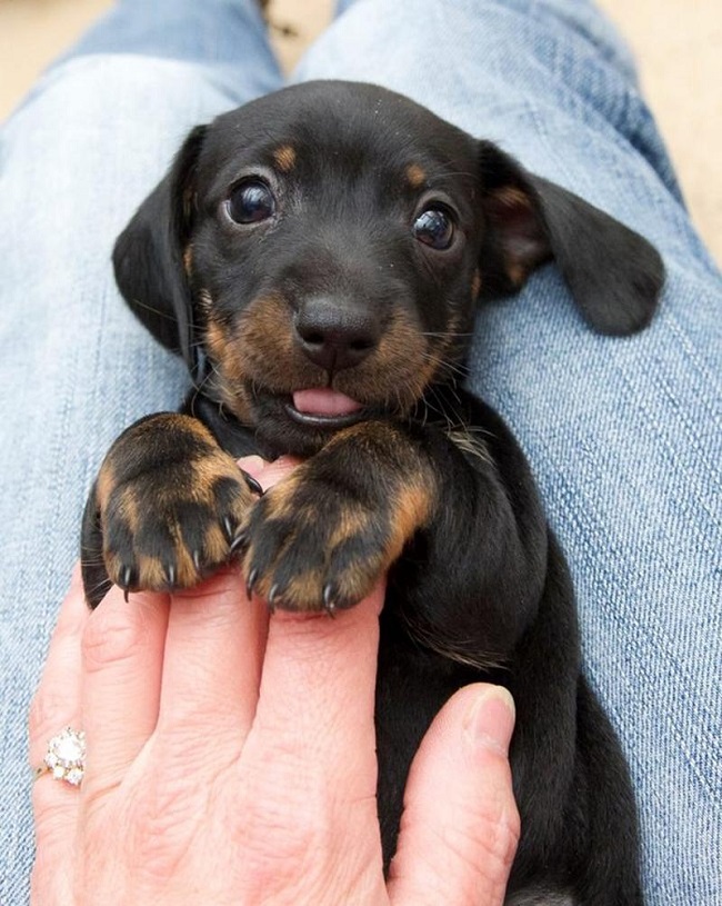 cute puppy dachshund doxie