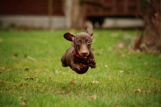 cute-puppy-dachshund-running.jpg