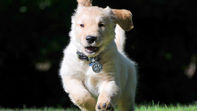 cute puppy photo running golden retriever