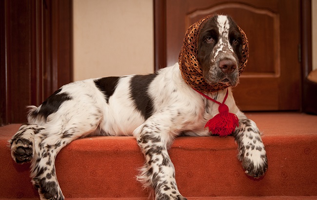 Top 10 Things Springer Spaniels Don’t Like 1 cute spaniel photo springer rest