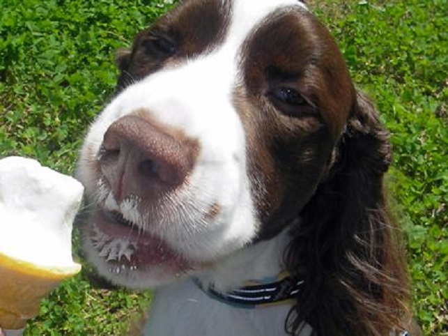 Top 10 Things Springer Spaniels Don’t Like 2 cute springer eating ice cream spaniel