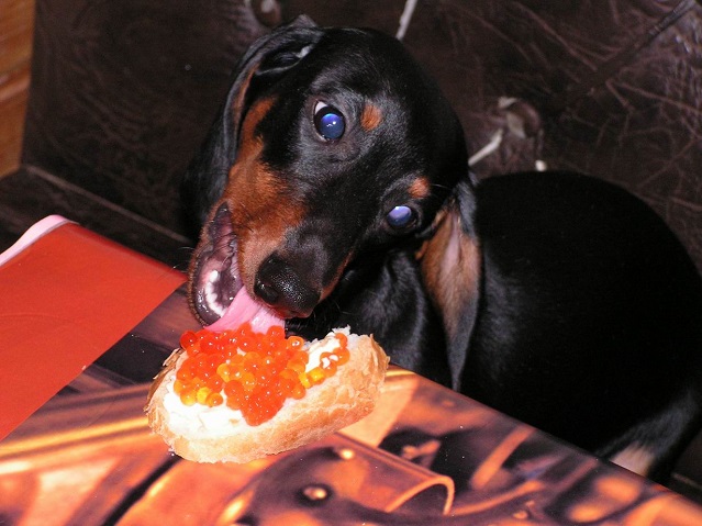 dachshund eating bread food dog