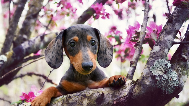 dachshund tree dog climb