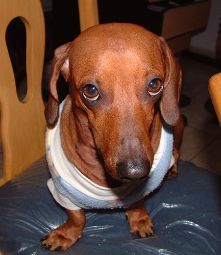 dog-dachshund-eyes-look listening