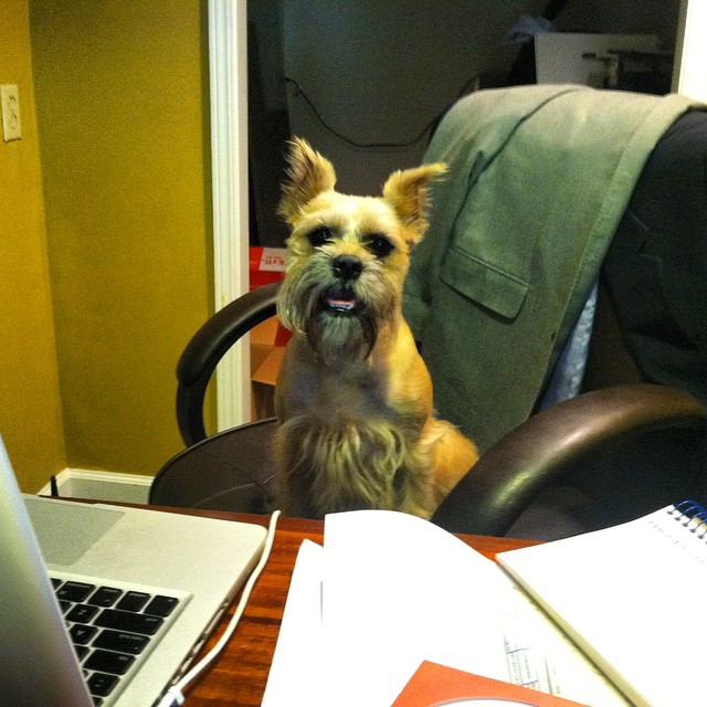 dog watching sitting at table
