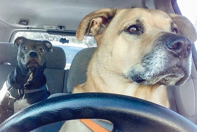 10 Pictures Of Dogs Just Doing Their Jobs 3