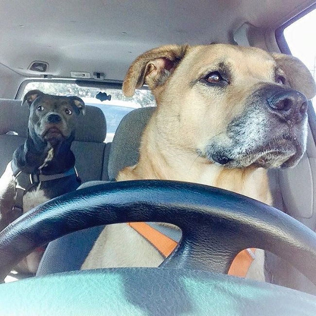 dogs riding car