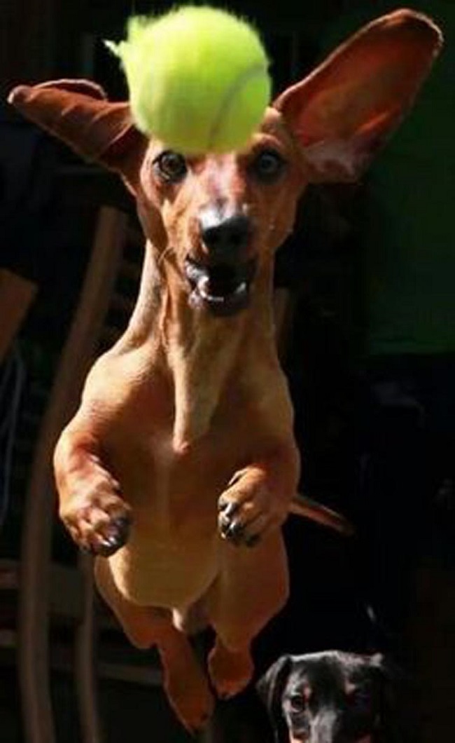 doxie fetch ball cute dog fly