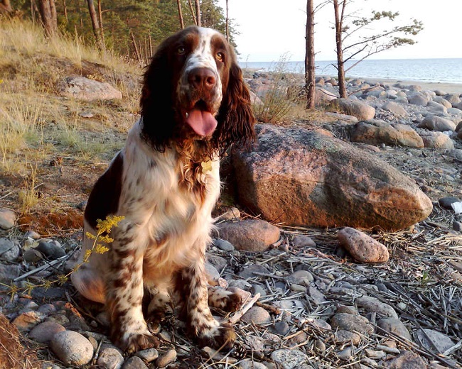Top 10 Things Springer Spaniels Don’t Like 8 english-springer-spaniel sitting pics