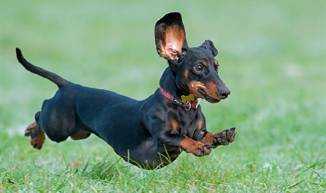 12 Dachshunds Totally Defying The Laws Of Physics 5