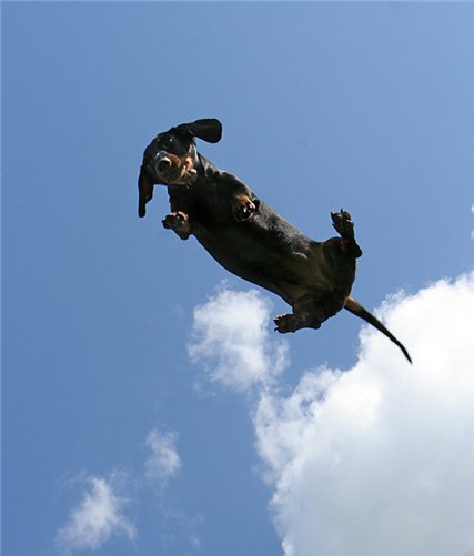 flying dachshund dog sky pics