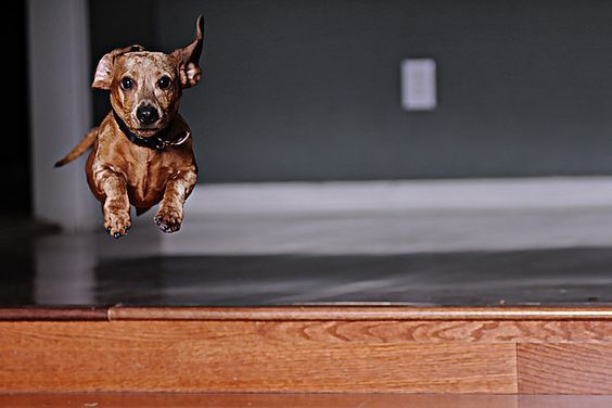 flying dog dachshund running