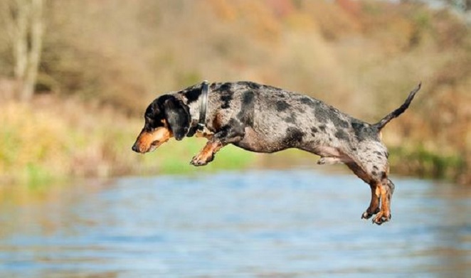 flying dog doxie dachshund pics water