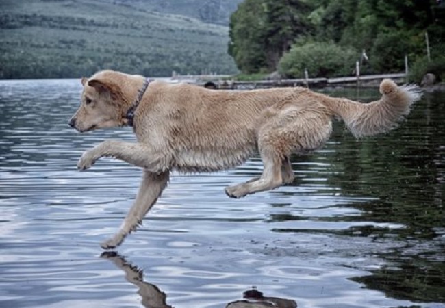 10 Golden Retrievers Totally Defying The Laws Of Physics 1