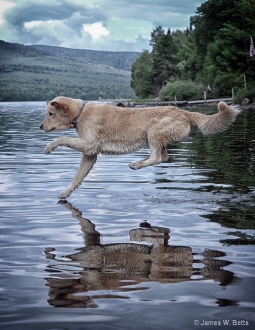 flying dog golden retriever water