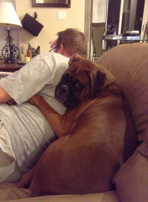 12 Reasons Why Boxer Dogs Are The Only Friends You’ll Ever Need 3 funny boxer cuddle photo man