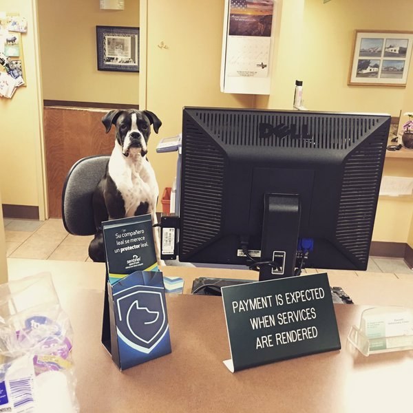 funny boxer sitting at table