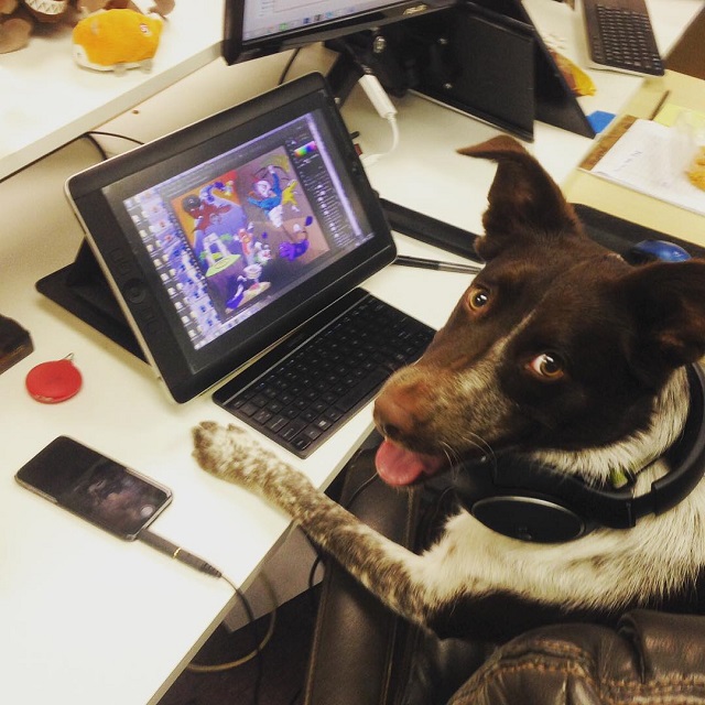 funny dog laptop pics