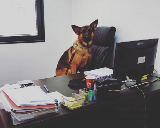 german shepherd photo at table