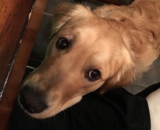 6 Problems Only Golden Retriever Owners Will Understand 30 6 Problems Only Golden Retriever Owners Will Understand 2