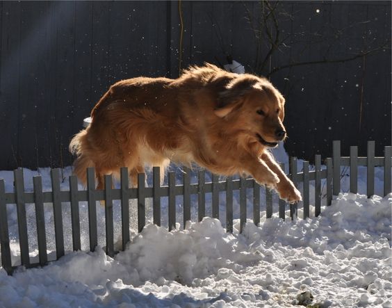 golden retriever jump over the fence