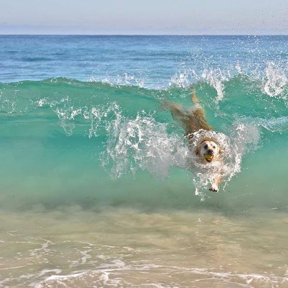golden retriever surf up