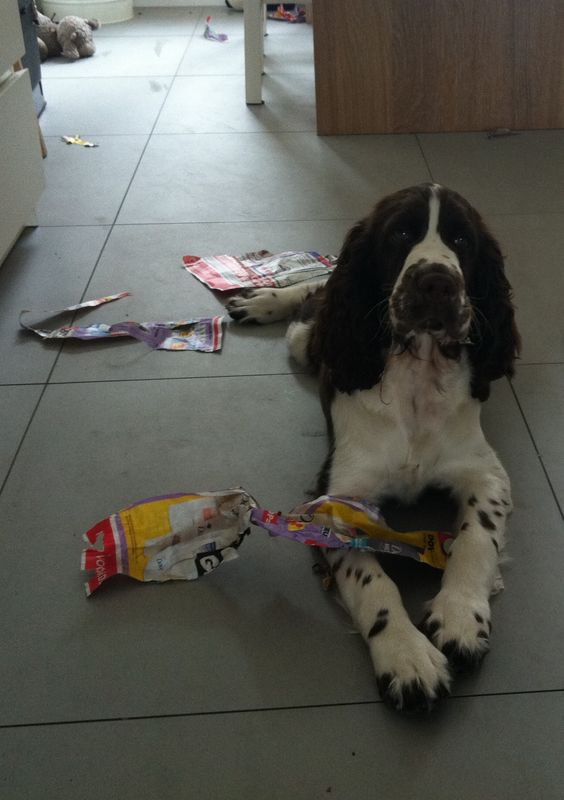 guilty springer spaniel
