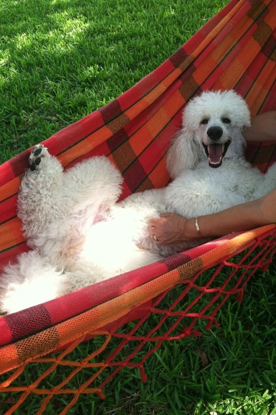 12 Reasons Poodles Are The Worst Indoor Dog Breeds Of All Time 6 happy poodle