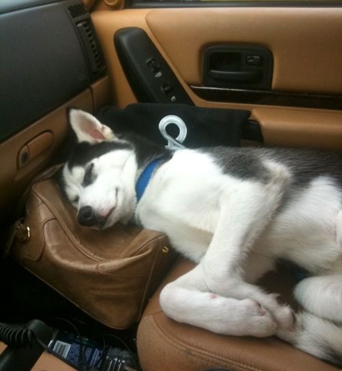 12 Realities That New Husky Owners Must Accept 5 husky in car